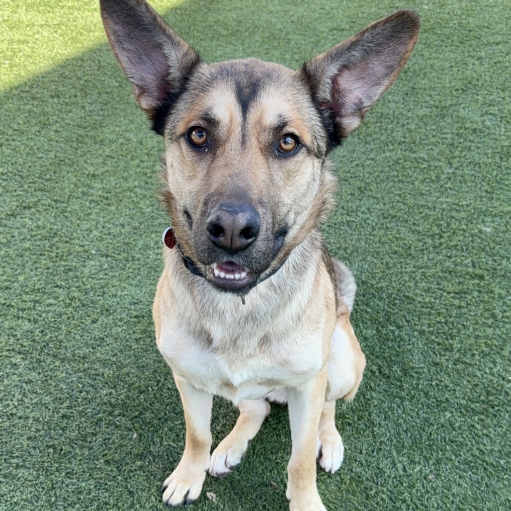 Toro A2165843