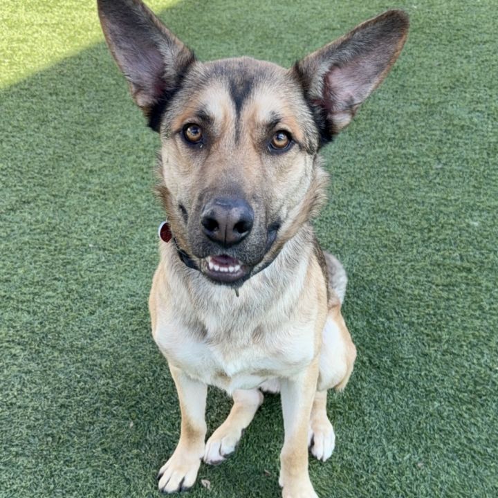 Toro A2165843 5