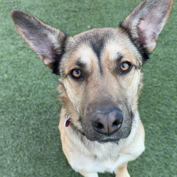 Toro A2165843 6