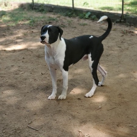 Snoopy 3