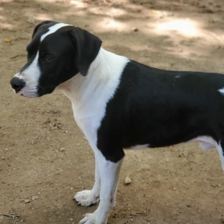Snoopy 4