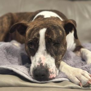 Kim (Adoption Fee-SPONSORED!)