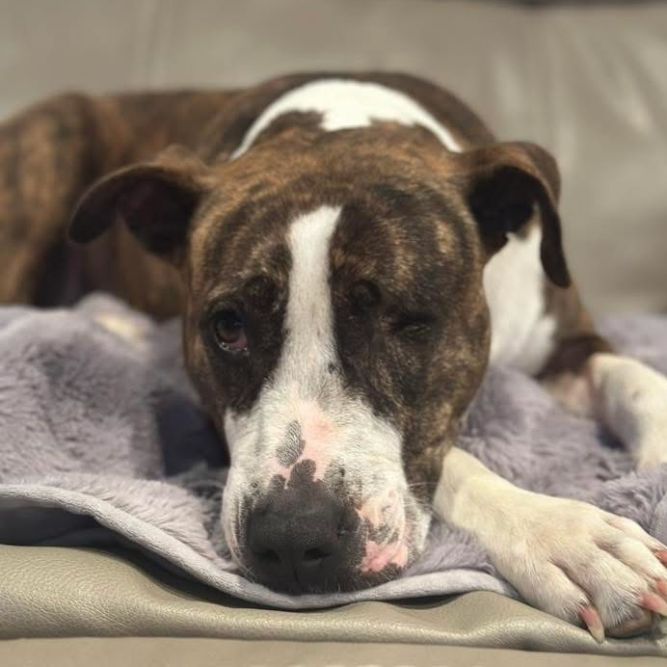 Kim (Adoption Fee-SPONSORED!)