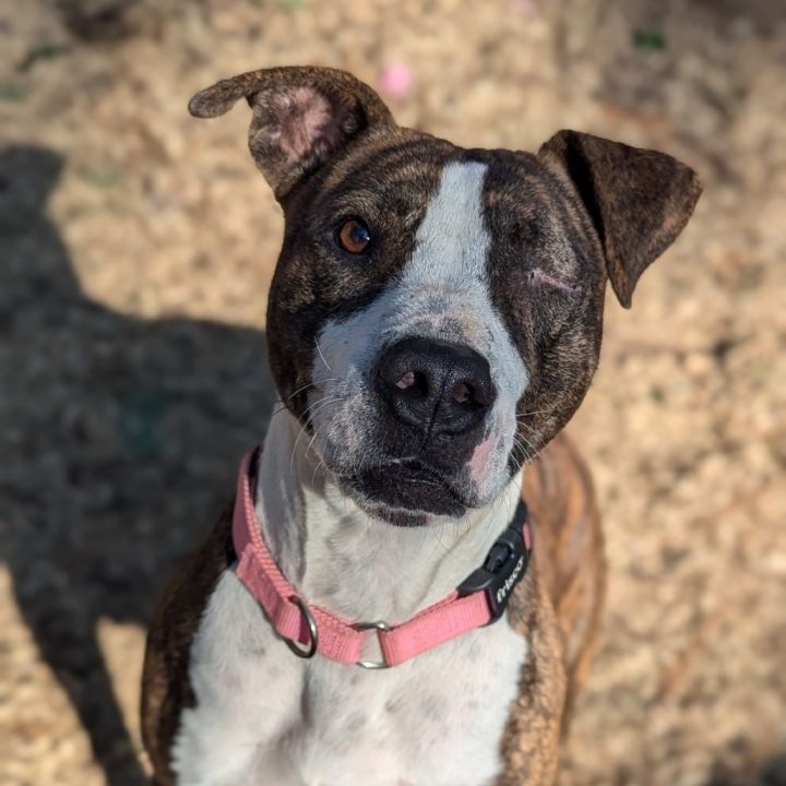 Kim (Adoption Fee-SPONSORED!) 2