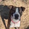 Kim (Adoption Fee-SPONSORED!) photo 3