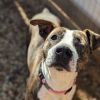 Kim (Adoption Fee-SPONSORED!) photo 4