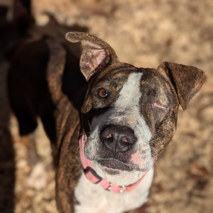 Kim (Adoption Fee-SPONSORED!) 5