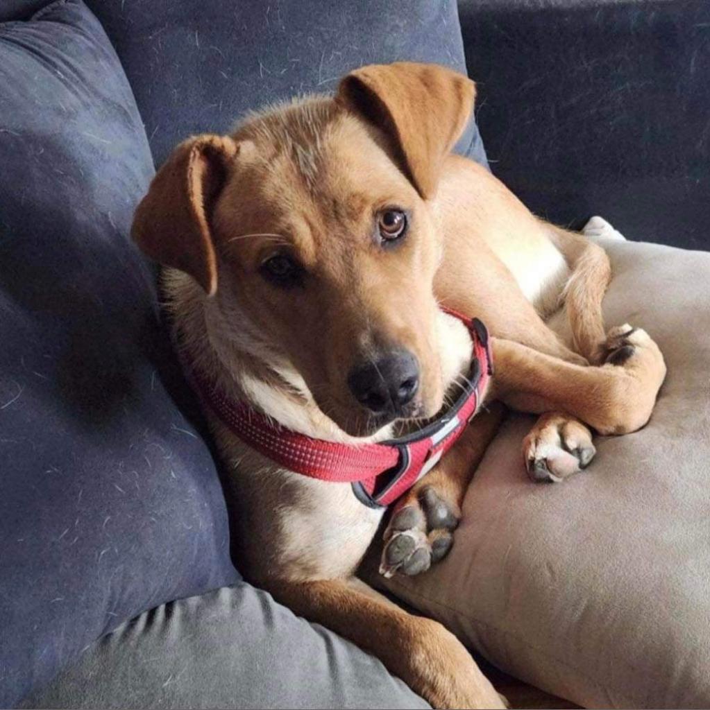 Macy, an adoptable Yellow Labrador Retriever in Baldwin, WI, 54002 | Photo Image 2