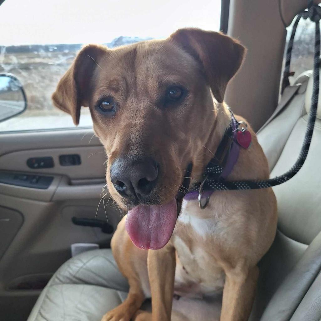 Macy, an adoptable Yellow Labrador Retriever in Baldwin, WI, 54002 | Photo Image 3