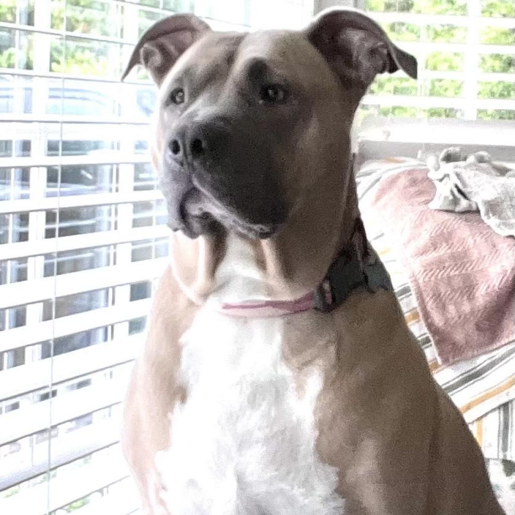 Sadie, an adoptable Pit Bull Terrier in Corvallis, OR, 97330 | Photo Image 1