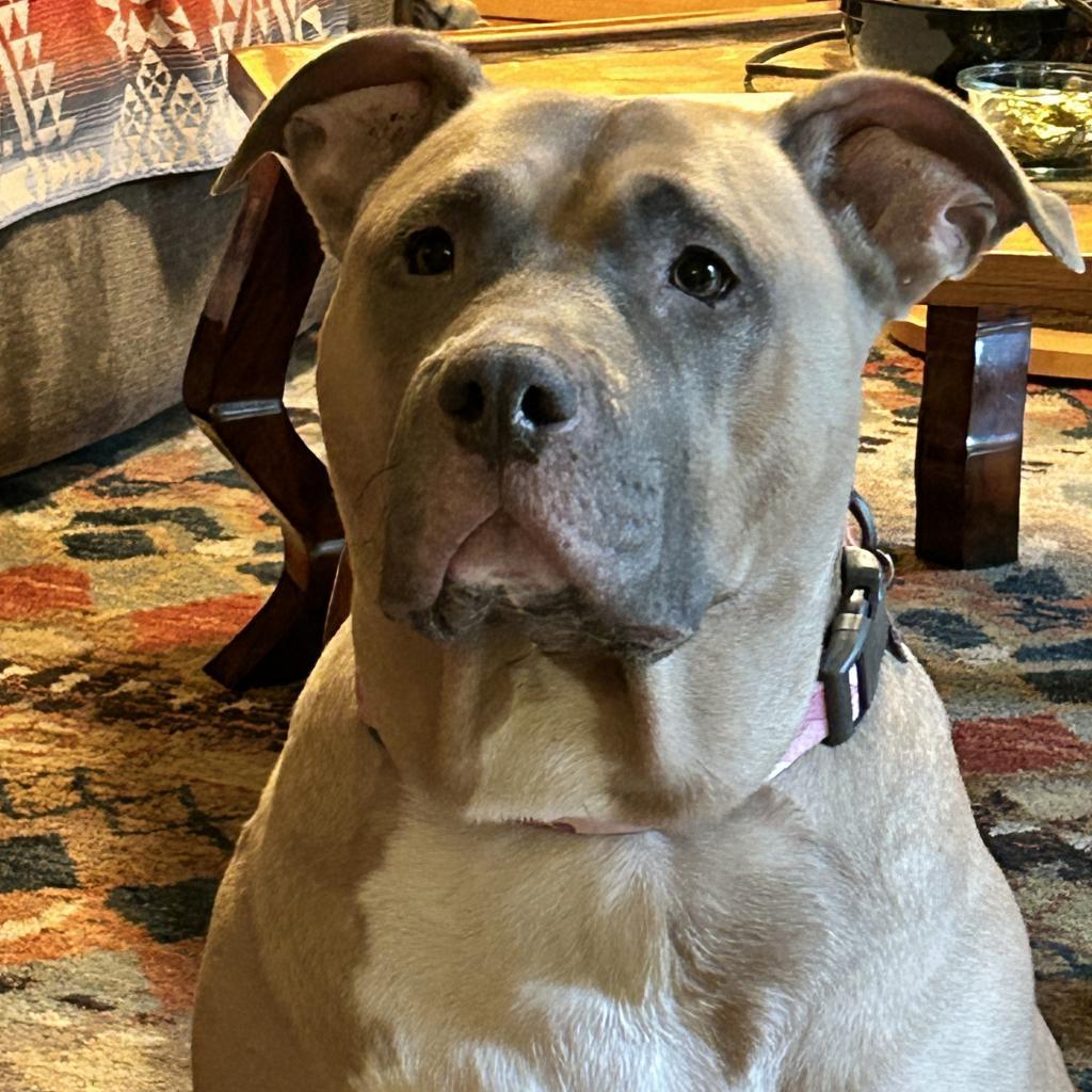 Sadie, an adoptable Pit Bull Terrier in Corvallis, OR, 97330 | Photo Image 2