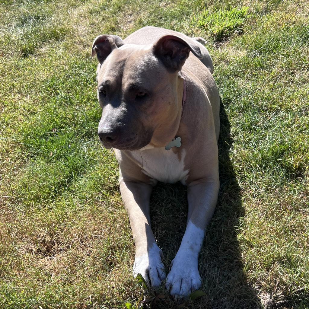 Sadie, an adoptable Pit Bull Terrier in Corvallis, OR, 97330 | Photo Image 3