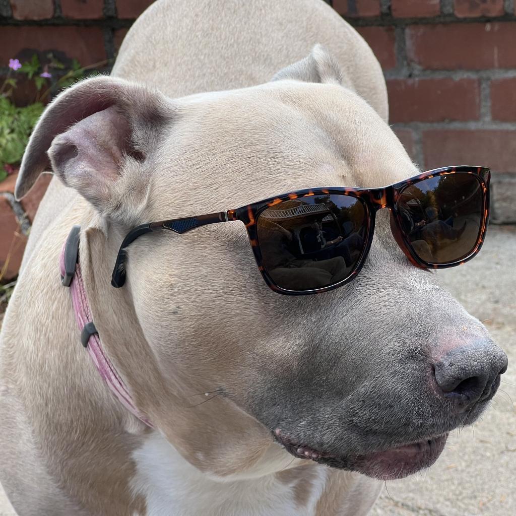 Sadie, an adoptable Pit Bull Terrier in Corvallis, OR, 97330 | Photo Image 4