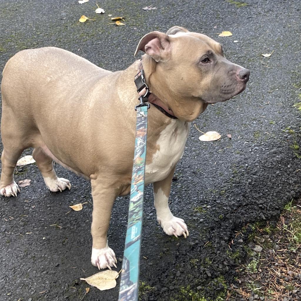 Sadie, an adoptable Pit Bull Terrier in Corvallis, OR, 97330 | Photo Image 5