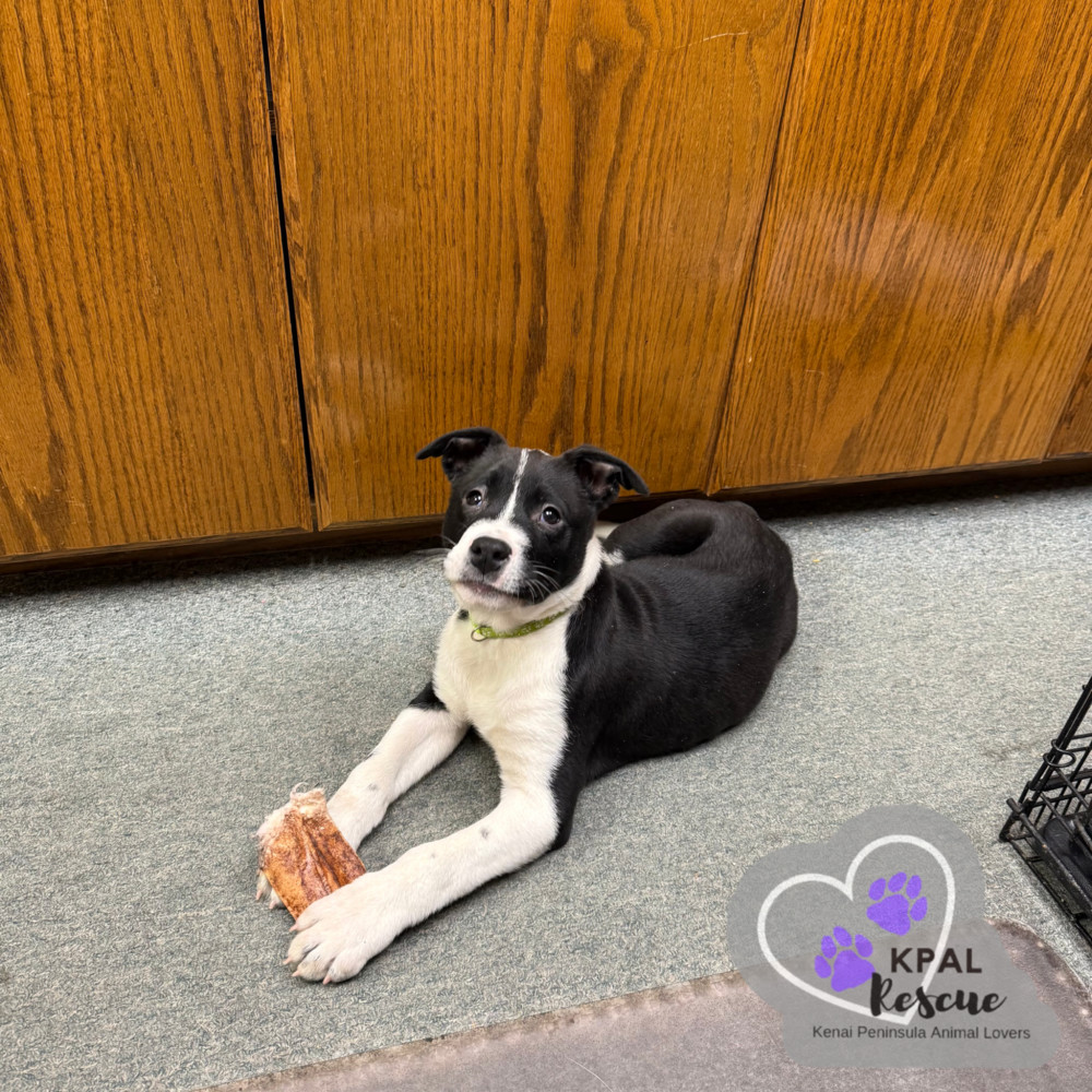 Buttered Rum - Warm Winter Sips Litter, an adoptable Karelian Bear Dog, Mixed Breed in Kenai, AK, 99611 | Photo Image 1