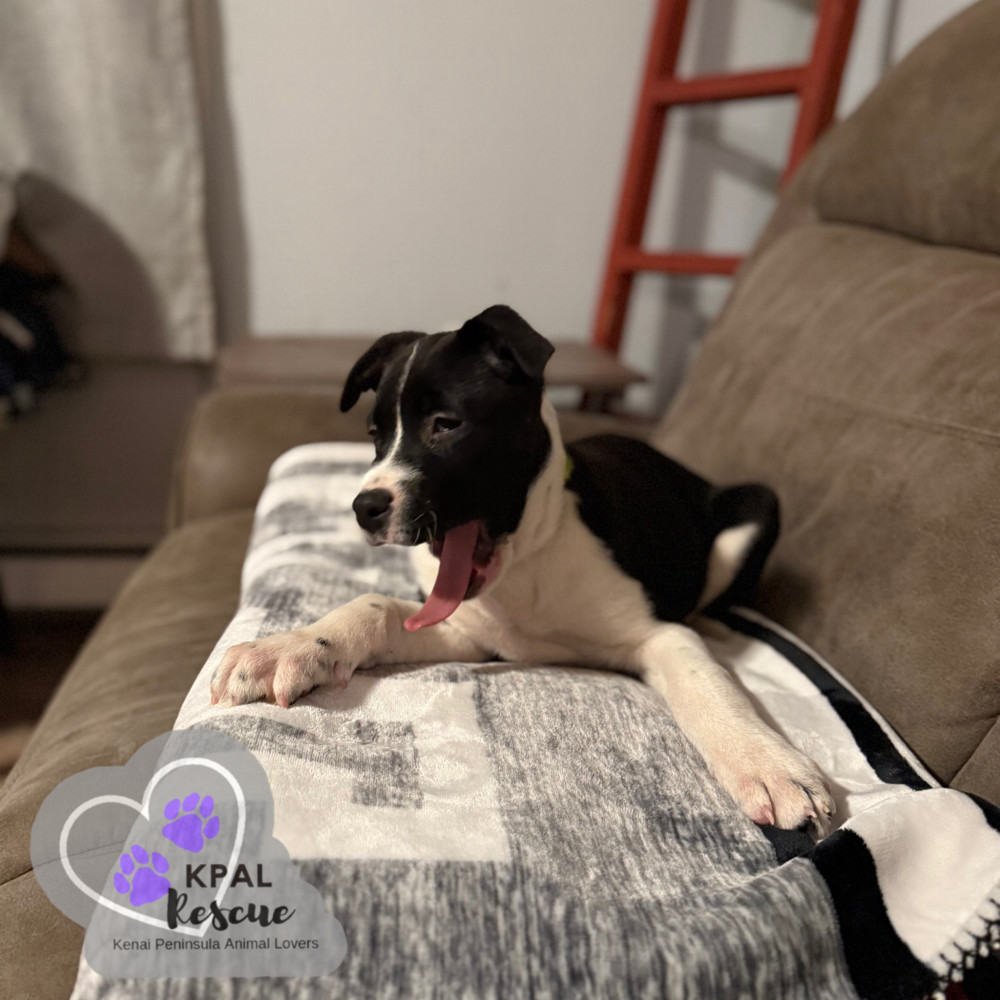 Buttered Rum - Warm Winter Sips Litter, an adoptable Karelian Bear Dog, Mixed Breed in Kenai, AK, 99611 | Photo Image 5