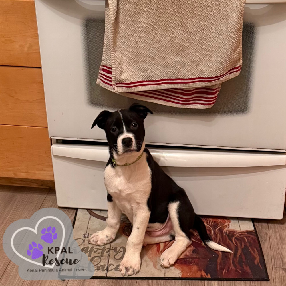 Buttered Rum - Warm Winter Sips Litter, an adoptable Karelian Bear Dog, Mixed Breed in Kenai, AK, 99611 | Photo Image 6