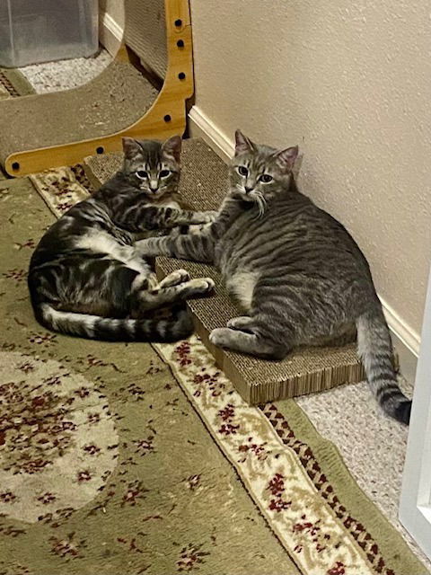 Momma Mia, an adoptable Domestic Short Hair in St. Helens, OR, 97051 | Photo Image 2