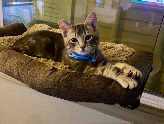 Marti, an adoptable Domestic Short Hair in St. Helens, OR, 97051 | Photo Image 1
