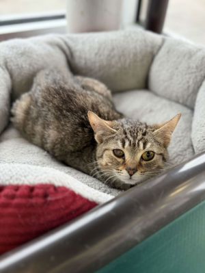 C272 Litter Robin, Baby Male Domestic Short Hair
