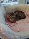 C272 Litter Robin photo 2
