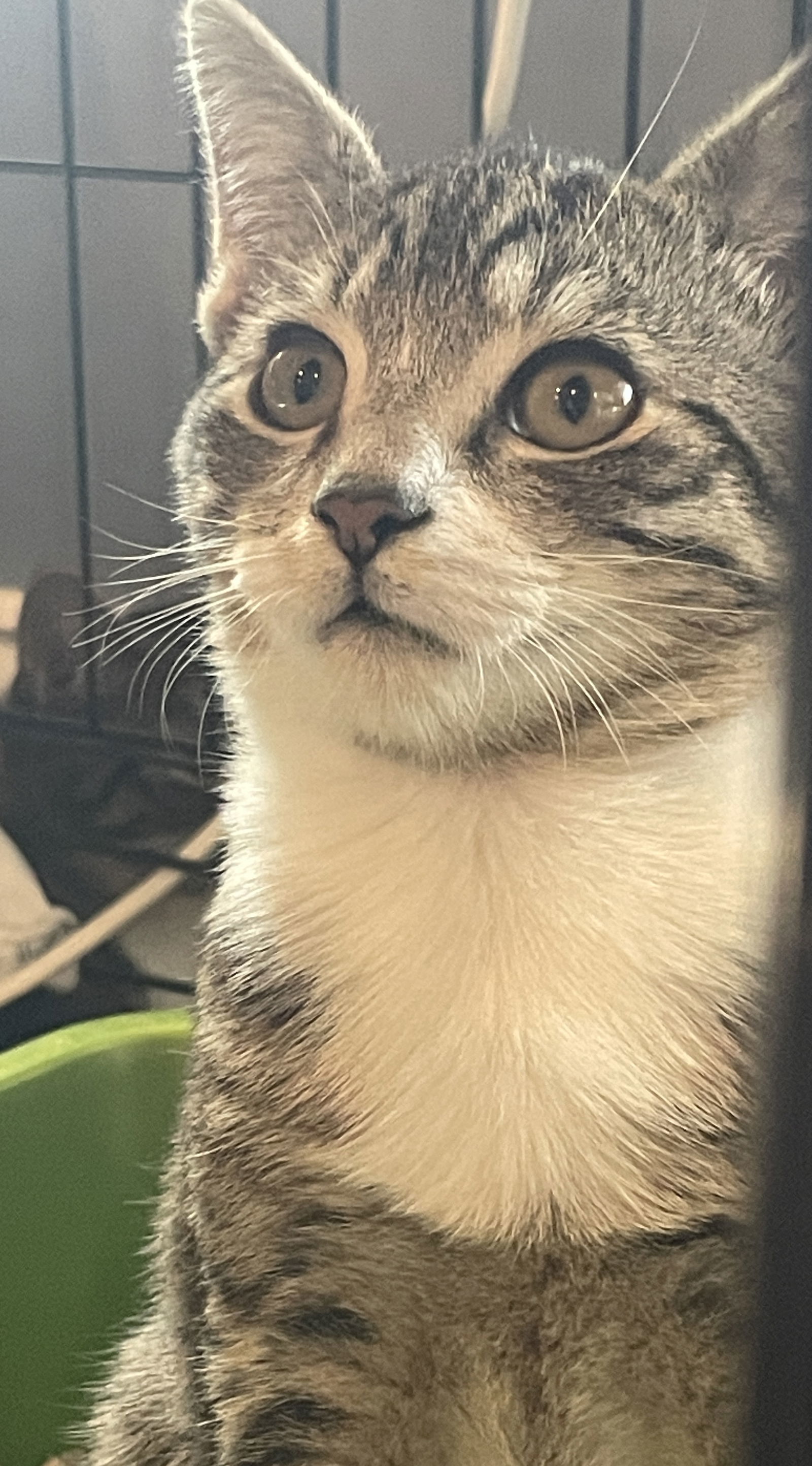 Baxter