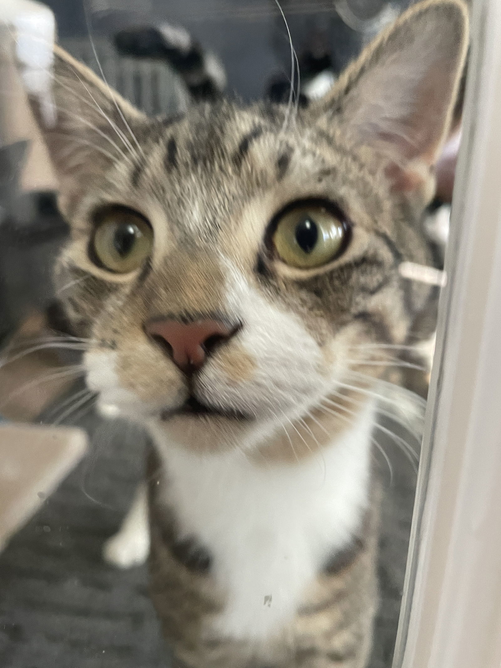 Baxter
