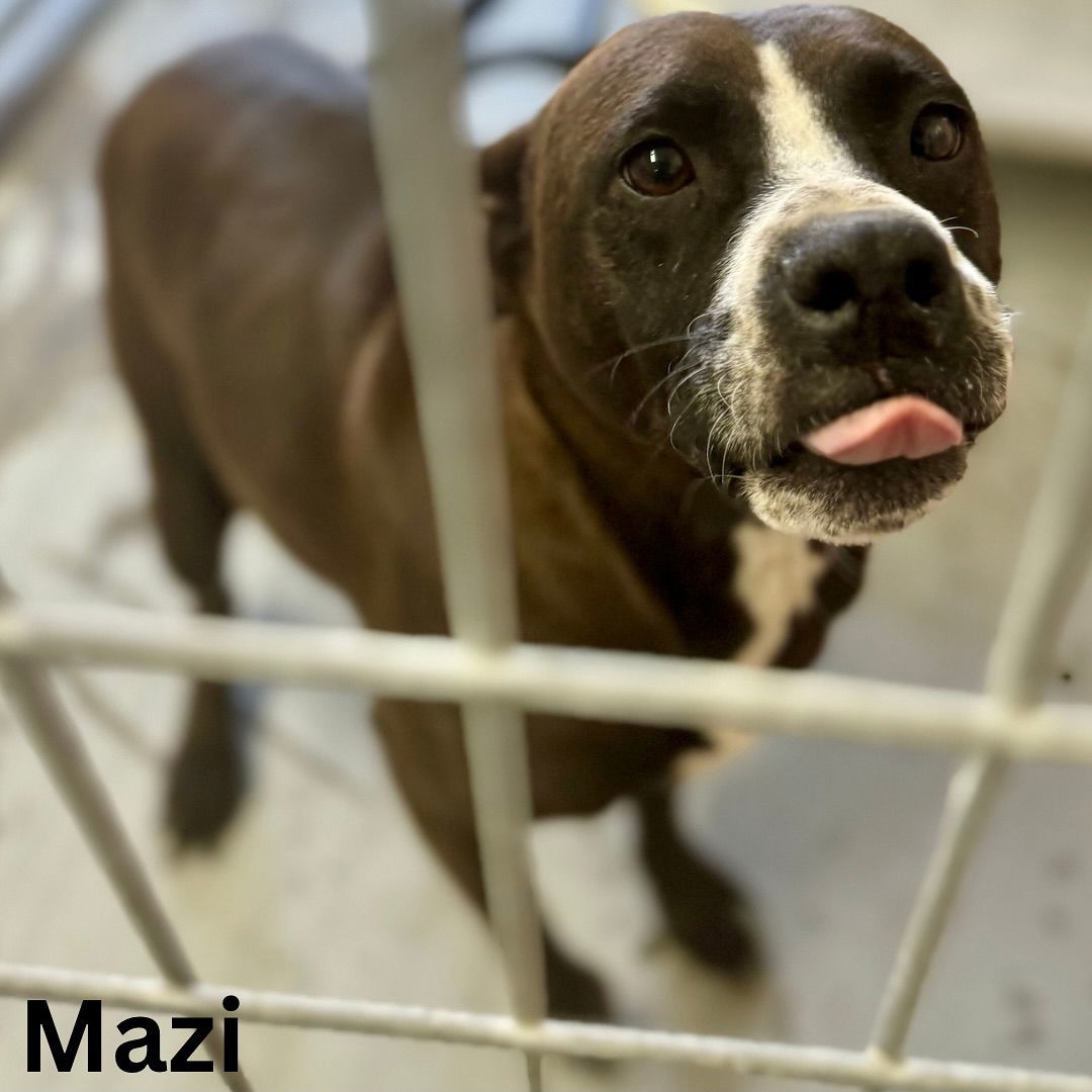 Mazi, an adoptable Mixed Breed in Shelburne, VT, 05482 | Photo Image 1