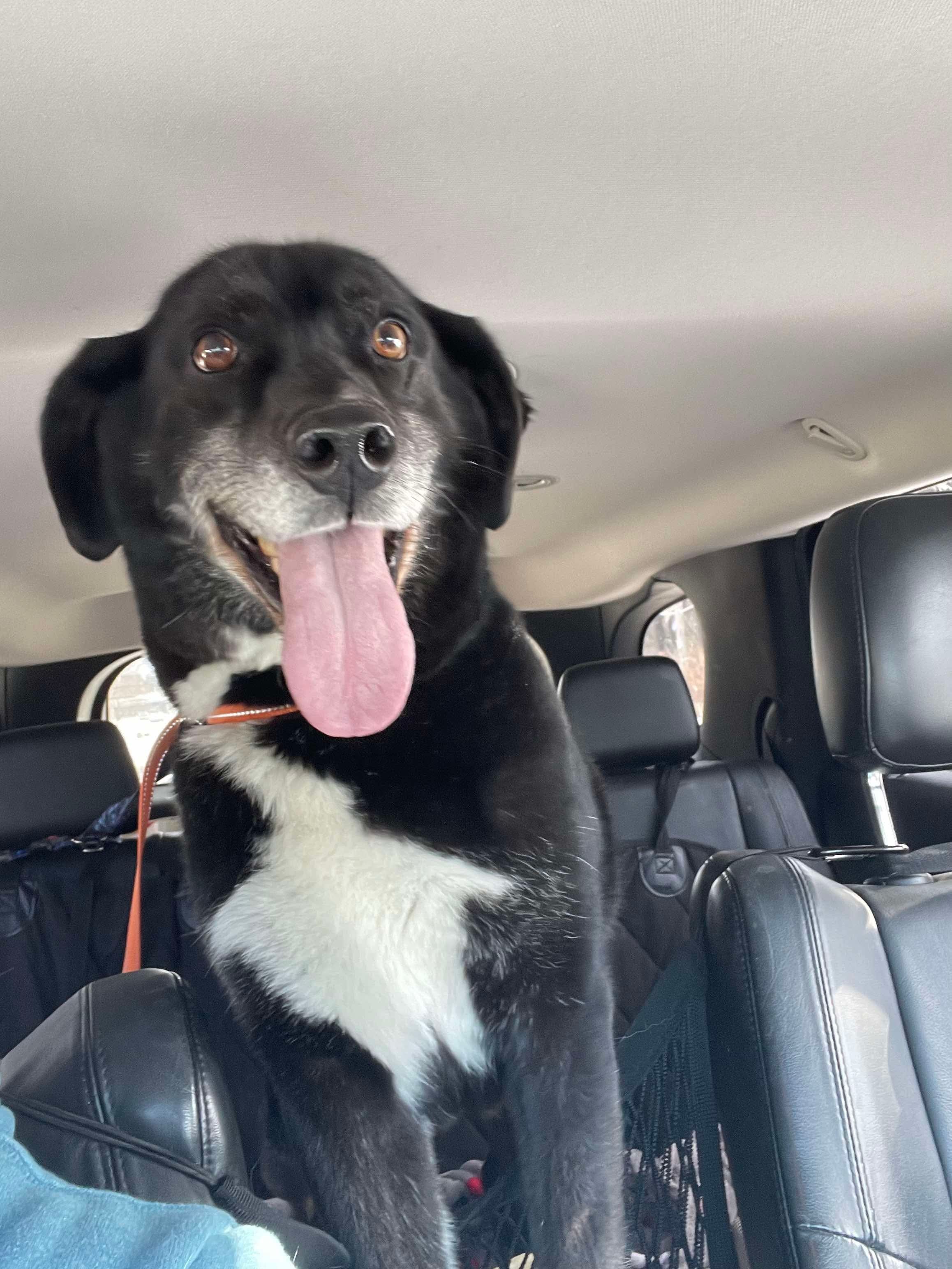 Danny, an adoptable Siberian Husky, Beagle in Little Chute, WI, 54140 | Photo Image 1