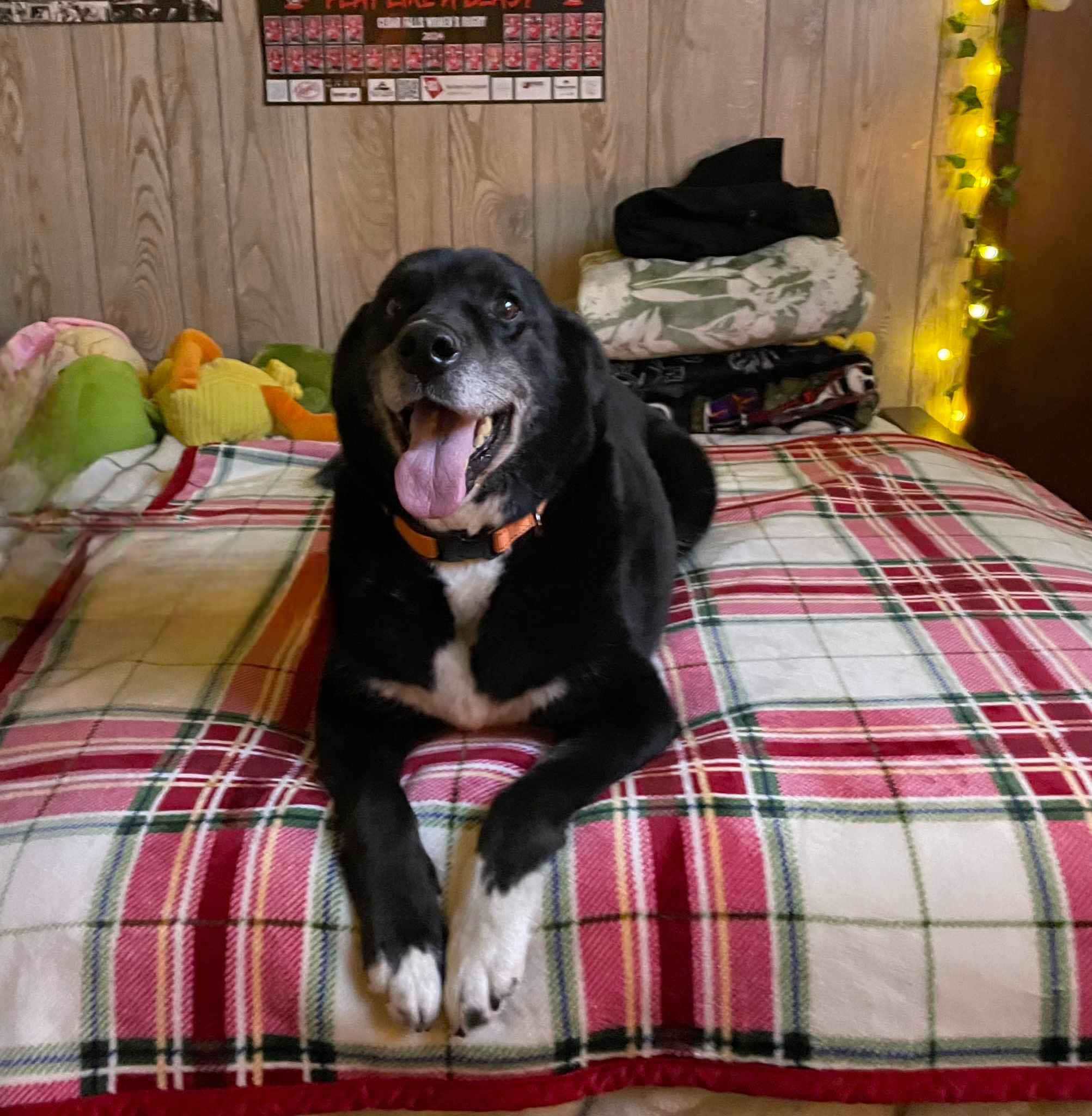 Danny, an adoptable Siberian Husky, Beagle in Little Chute, WI, 54140 | Photo Image 5