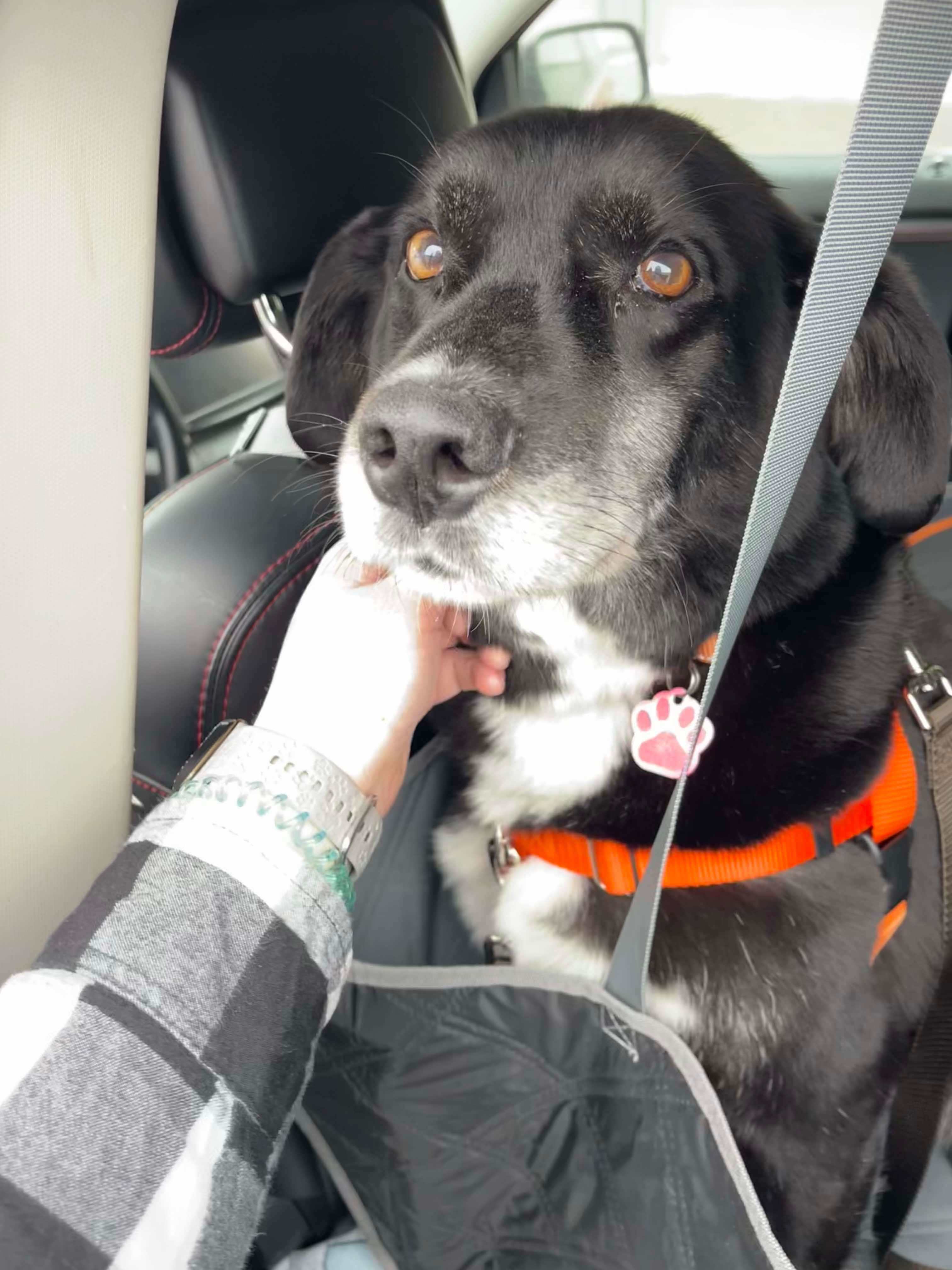 Danny, an adoptable Siberian Husky, Beagle in Little Chute, WI, 54140 | Photo Image 6