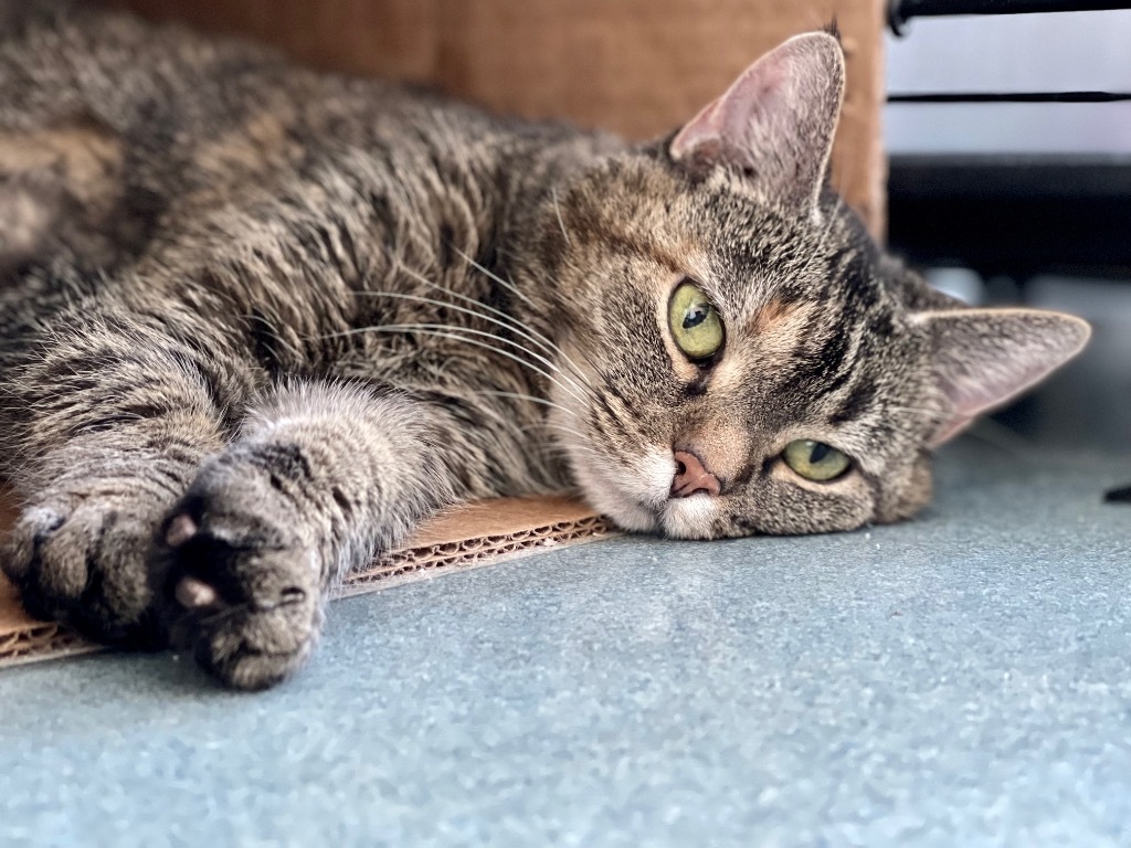 Nefertiti, an adoptable Domestic Short Hair in Cumberland, ME, 04021 | Photo Image 1