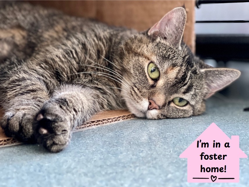 Nefertiti, an adoptable Domestic Short Hair in Cumberland, ME, 04021 | Photo Image 1