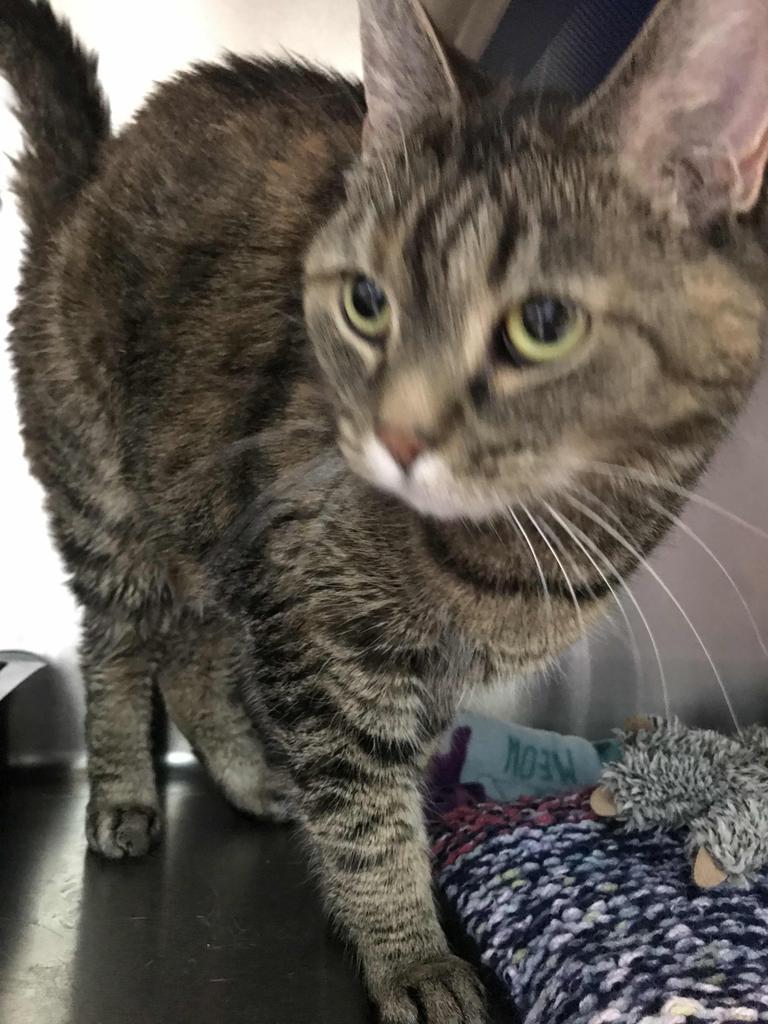 Nefertiti, an adoptable Domestic Short Hair in Cumberland, ME, 04021 | Photo Image 2