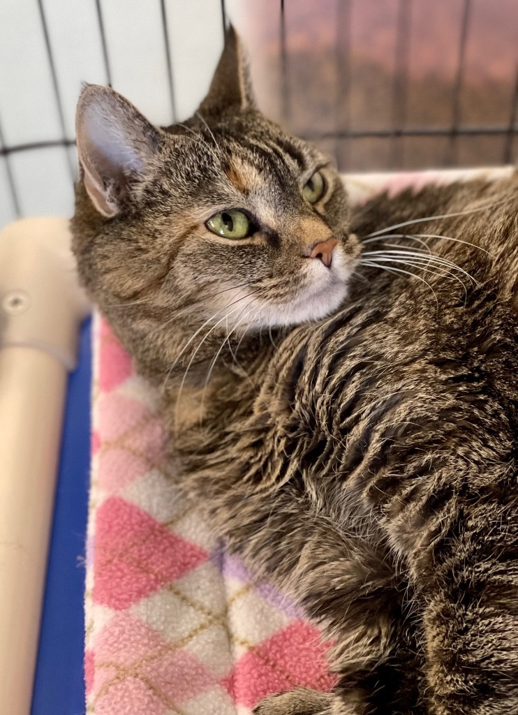 Nefertiti, an adoptable Domestic Short Hair in Cumberland, ME, 04021 | Photo Image 3