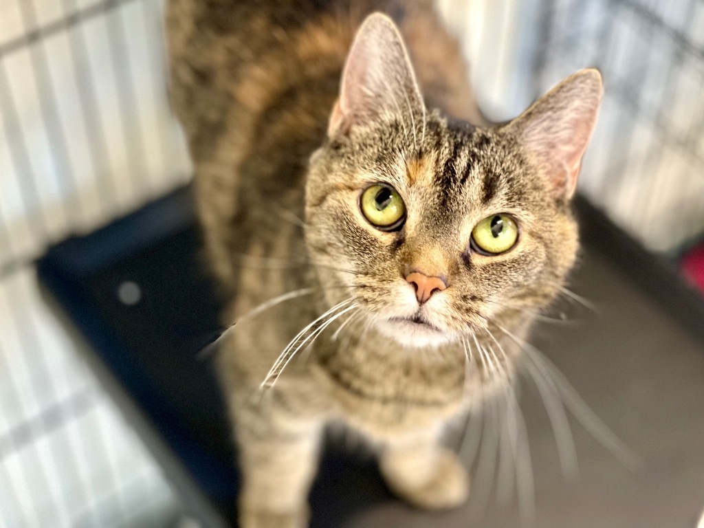 Nefertiti, an adoptable Domestic Short Hair in Cumberland, ME, 04021 | Photo Image 4
