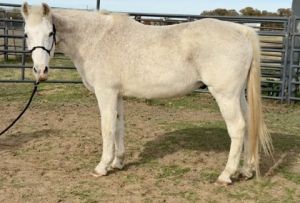 Trace, Adult Male Missouri Foxtrotter