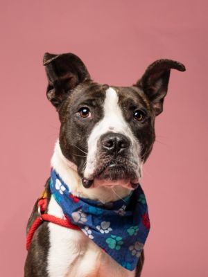 Meet King This handsome 3-year-old pup may be on the smaller side but he has a big heart King is