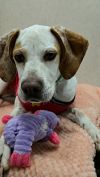 Penny McGiggles photo 3