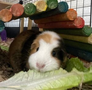 Tootsie-Bonded to Sina & Rose Guinea Pig Small & Furry