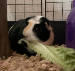 Sina-Bonded to Tootsie & Rose Guinea Pig Small & Furry