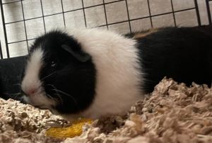 Rose-Bonded to Tootsie & Sina Guinea Pig Small & Furry