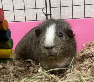 Hange-Bonded to Levi Guinea Pig Small & Furry