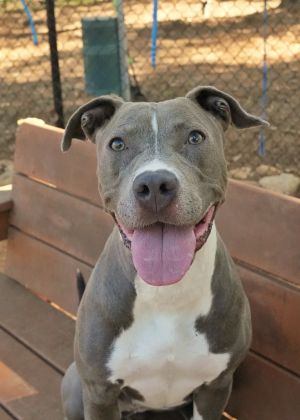Lanesra is 4-year-old American Staffordshire terrier mix She is fun loving cheery dog who wants to 