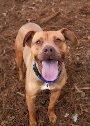 Meet KJ a lovable 3-year-old sweetheart whos ready to steal your heart KJ lives for love and atte