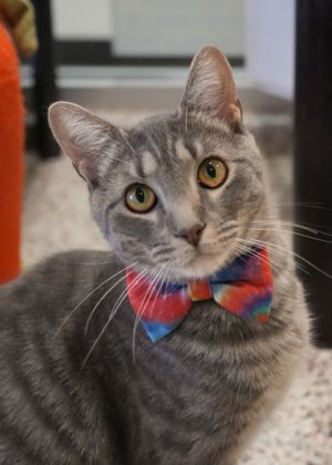 Meet Roly Poly Guacamole a lovable tabby with a heart as big as his belly True to his name he