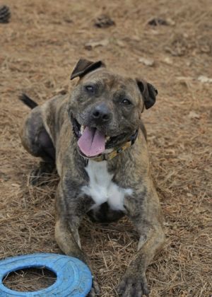 Theda is a 4-year-old Pitbull mix She is always up for a backyard party Having a BBQ Theda would 