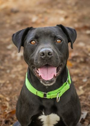 Meet Oliver a gentle two-year-old who has spent his entire life in the shelter waiting for his for