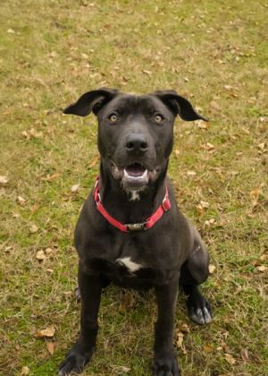 Paris is under a year-old mixed breed She has a sweet disposition and is doing well in playgroups w