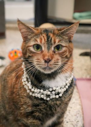 Meepuff is a funny sassy lady with a big personality Shes affectionate loves attention and gets